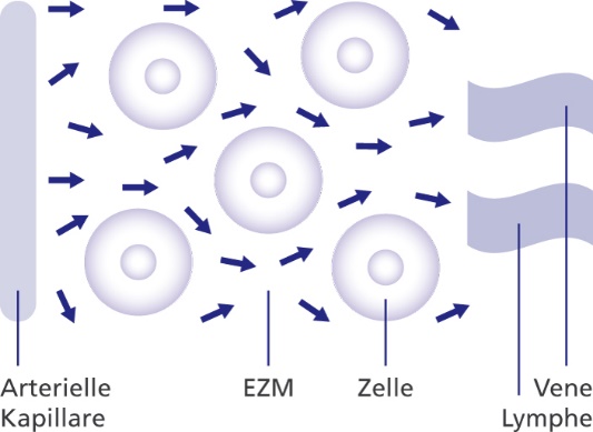 Schema der Mikrozirkulation im EZM